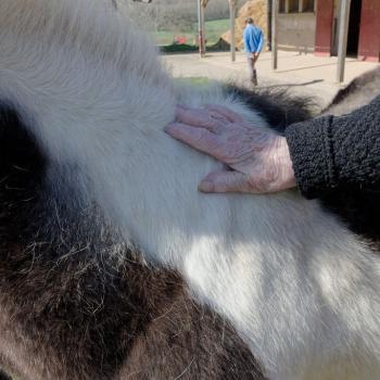 Médiation animale : personne âgée au contact d'un cheval