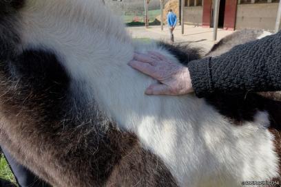 Médiation animale : personne âgée au contact d'un cheval - Agrandir l'image, fenêtre modale