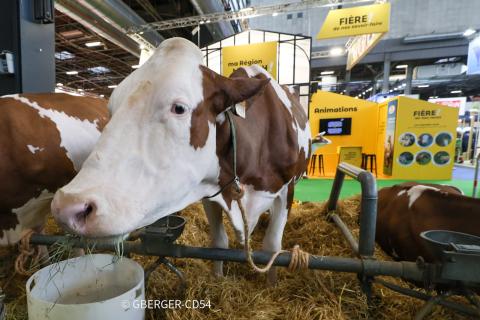 Salon International de l'Agriculture - vache